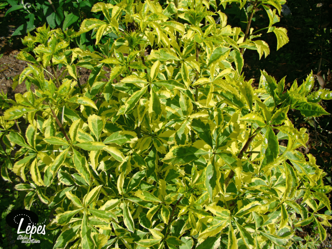 Eleutherococcus sieboldianus   'Variegatus'